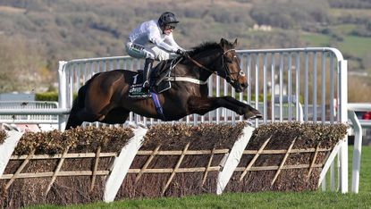 2PD5HYC Constitution Hill ridden by jockey Nico de Boinville clear a fence on their way to winning the Unibet Champion Hurdle Challenge Trophy on day one of the Cheltenham Festival at Cheltenham Racecourse. Picture date: Tuesday March 14, 2023.