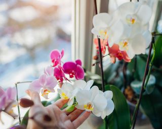 Gardener holding white orchid flowers growing on window sill