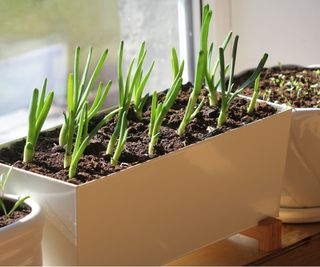 Green onions in window box