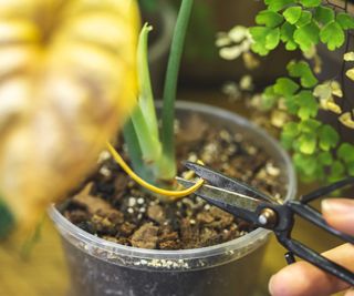 removing a yellow leaf from an alocasia