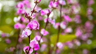 focus on purple hyacinth bean plant flowers and blurred background