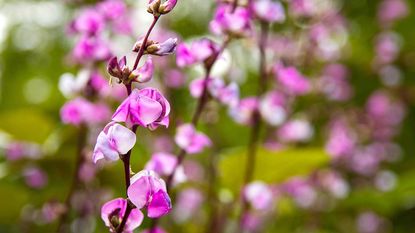 focus on purple hyacinth bean plant flowers and blurred background 