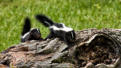 Two skunks in on top of a fallen log