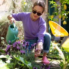 Woman watering lavender