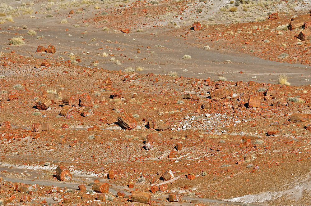 petrified forest national park, fossils