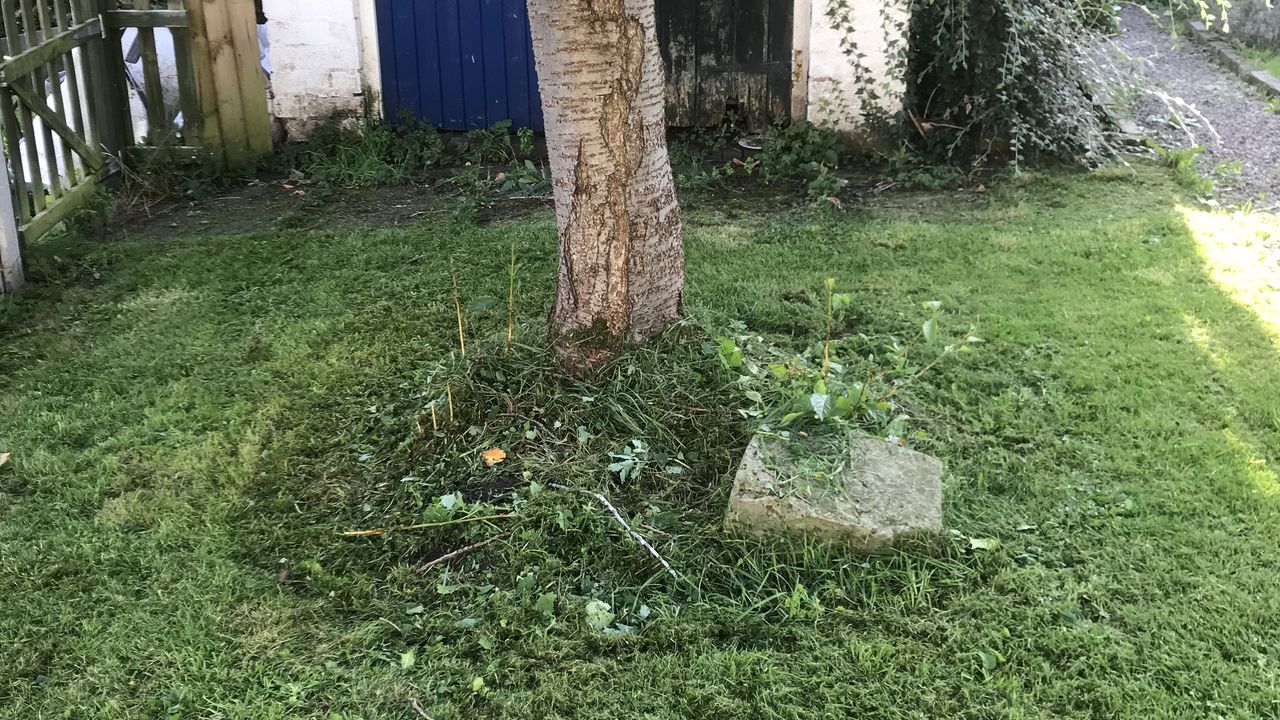 strimmed area round base of cherry tree