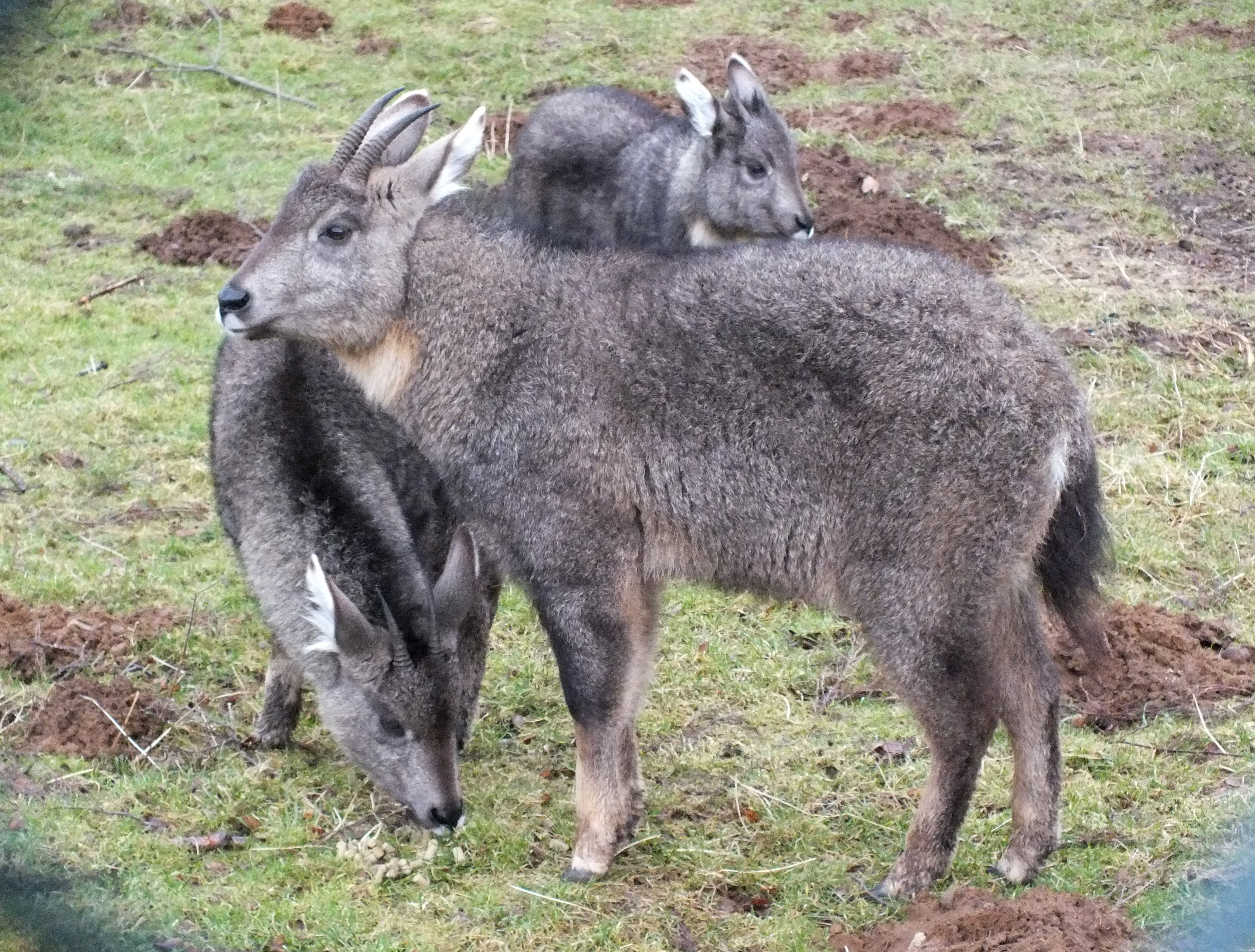 chinese gorals, conservation, endangered species