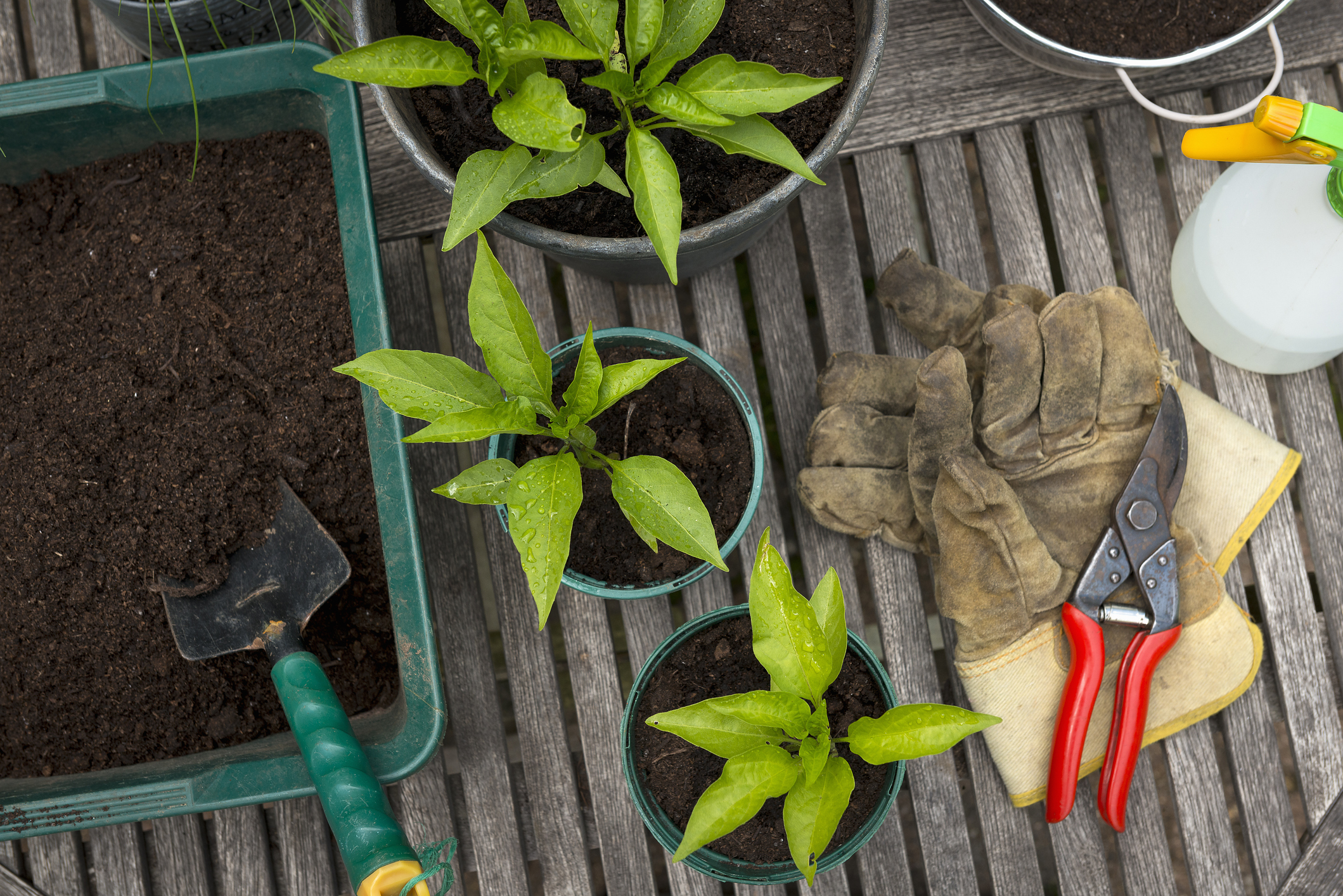 top view of potted plants, gardening supplies and dirt