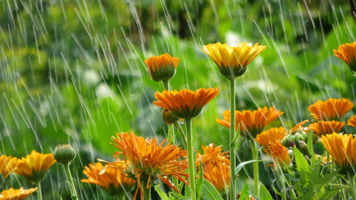 Rain on flowers