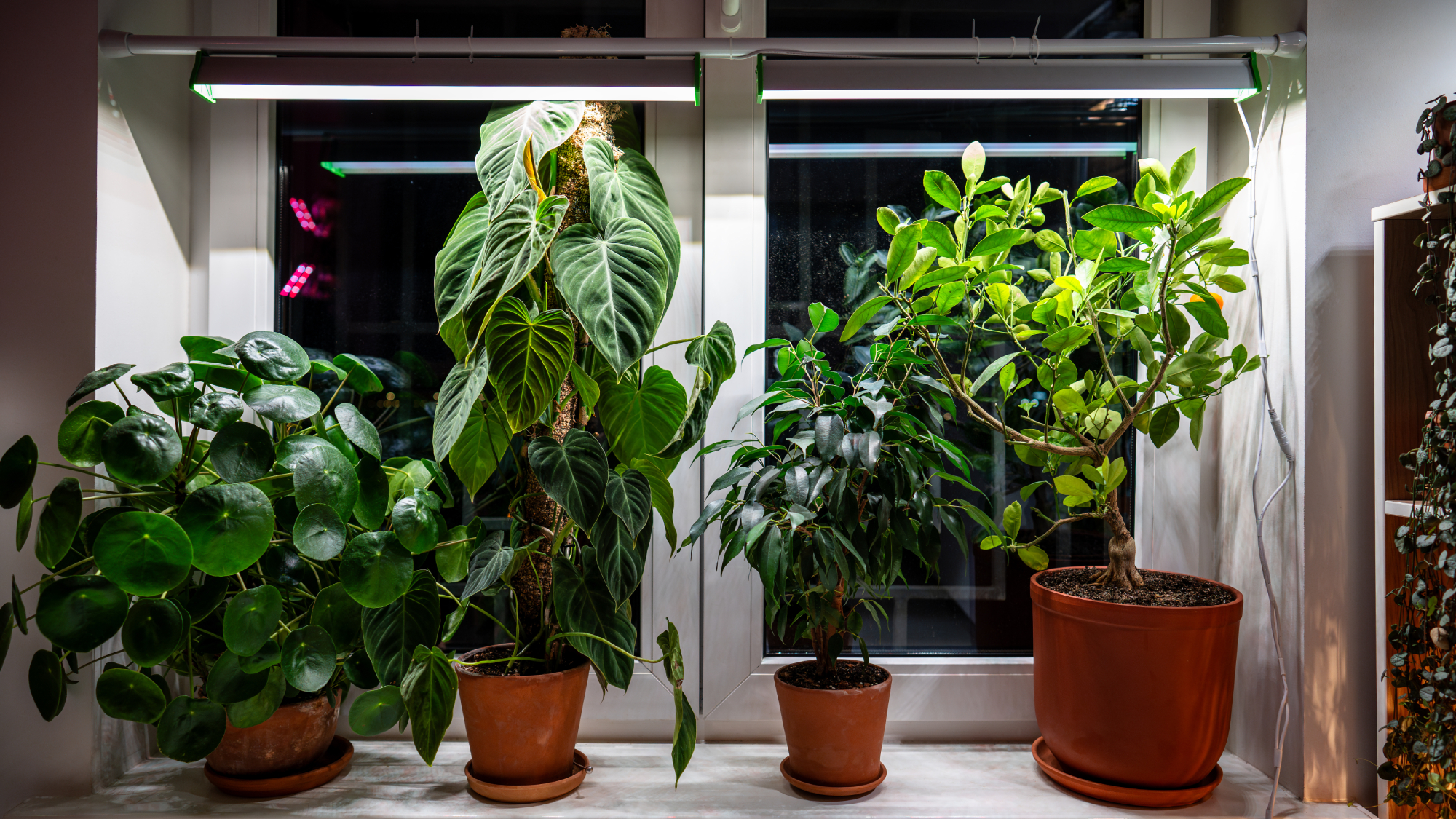 houseplants under a grow light