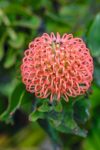 Leucospermum cordifolium. ©Clive Nichols Garden Pictures