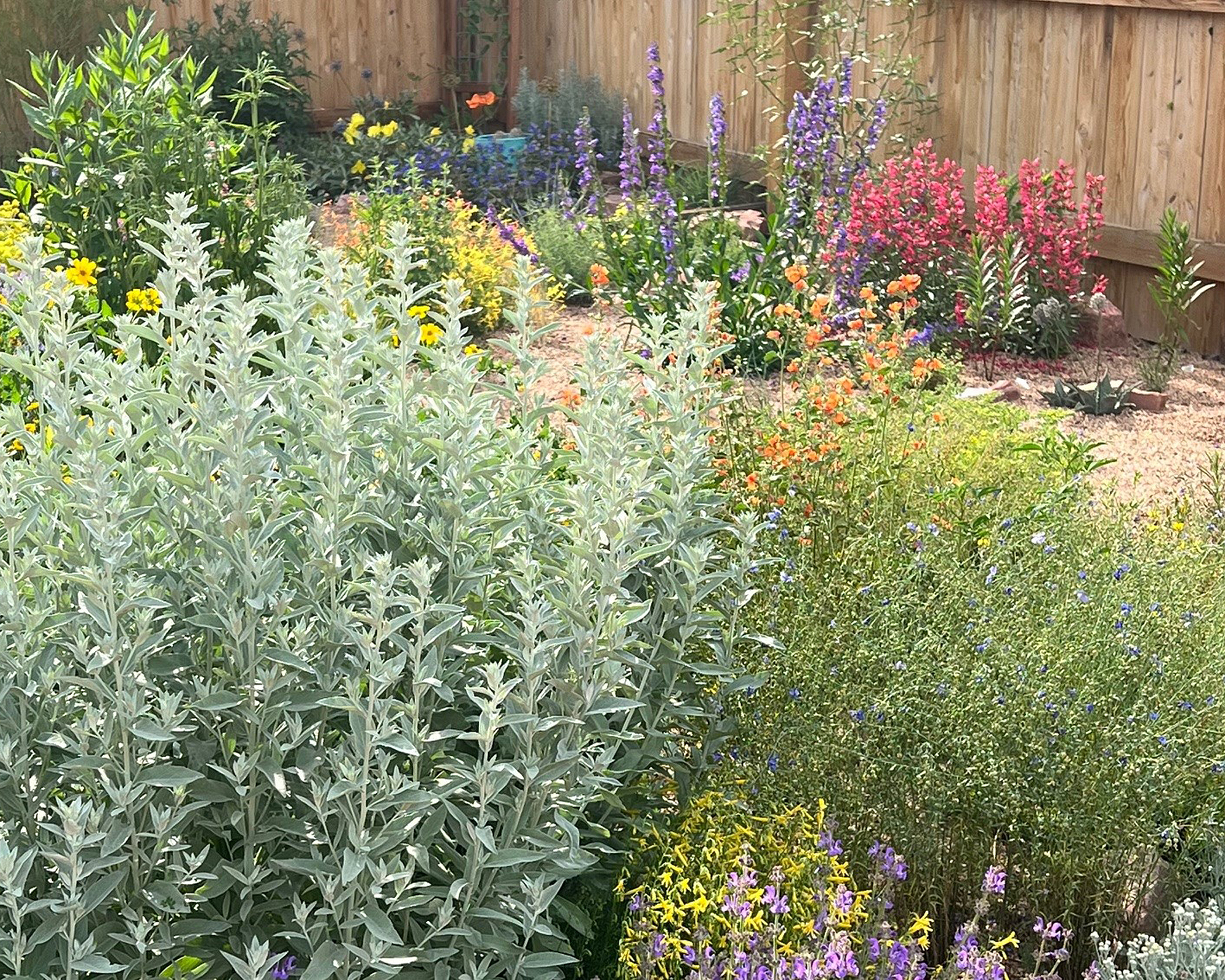 Denver Dry Garden, CO