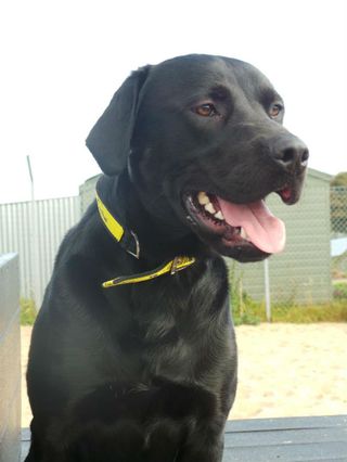 Dogs trust Satch MAIN