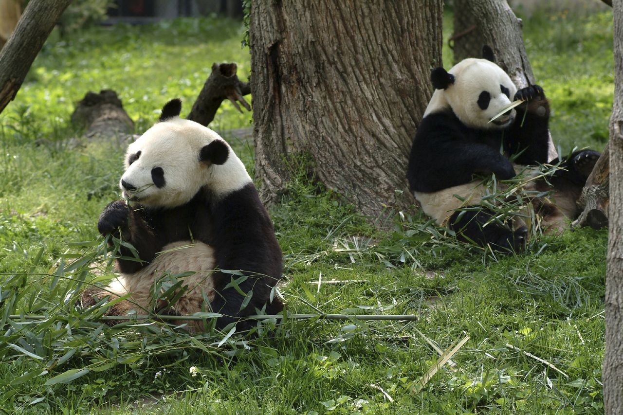 Giant pandas