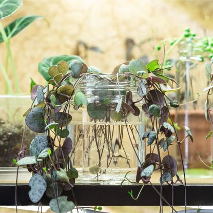 String of hearts houseplant propagation in water
