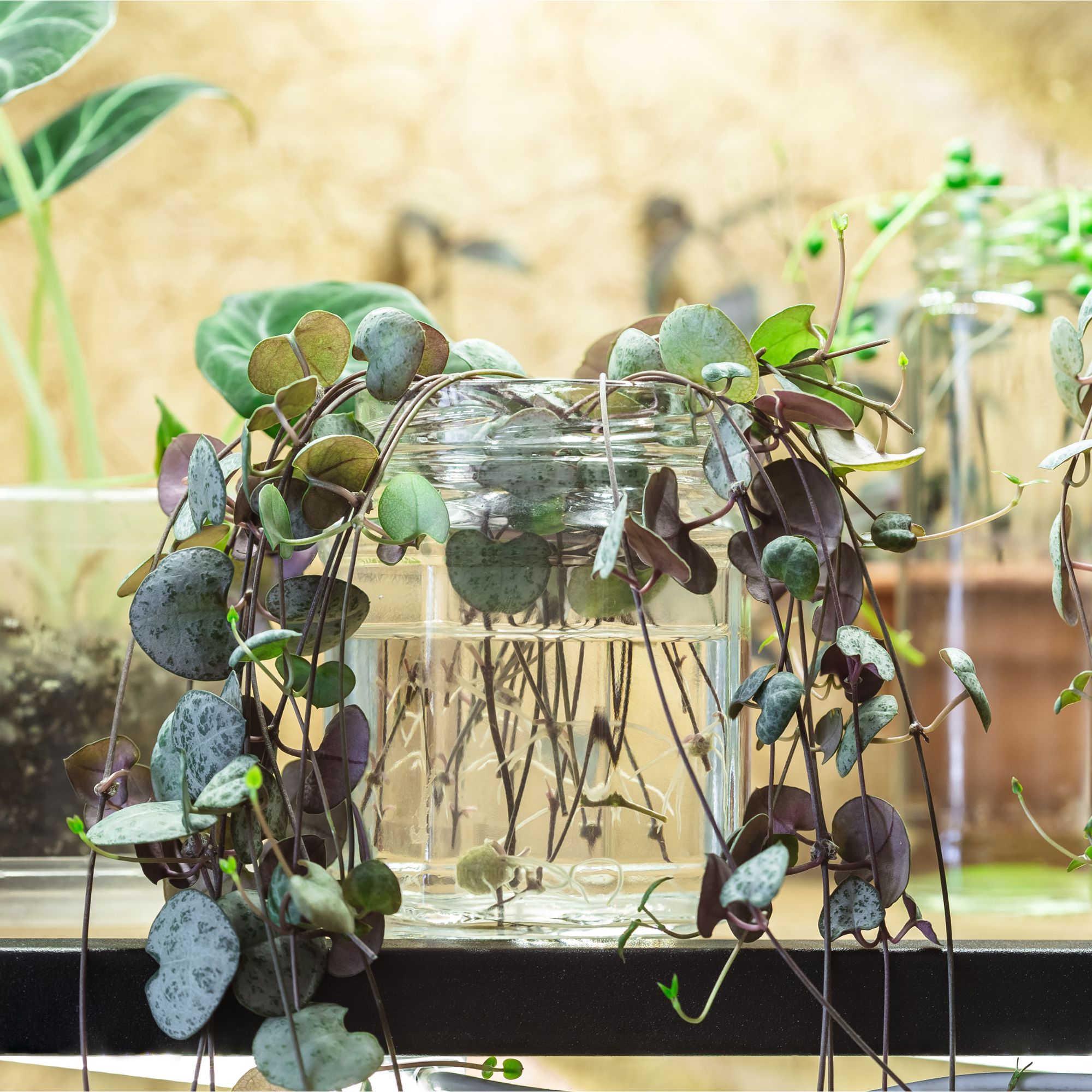String of hearts houseplant propagation in water