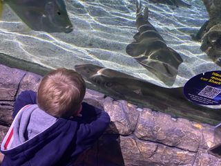 Curious Max getting a close look at a bamboo shark in a tank enclosure at Sea Life Centre Birmingham