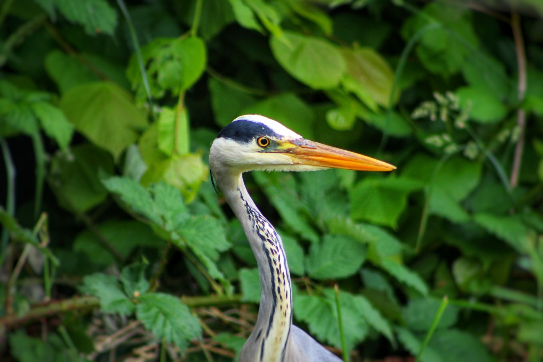 GuruShots - February 2026