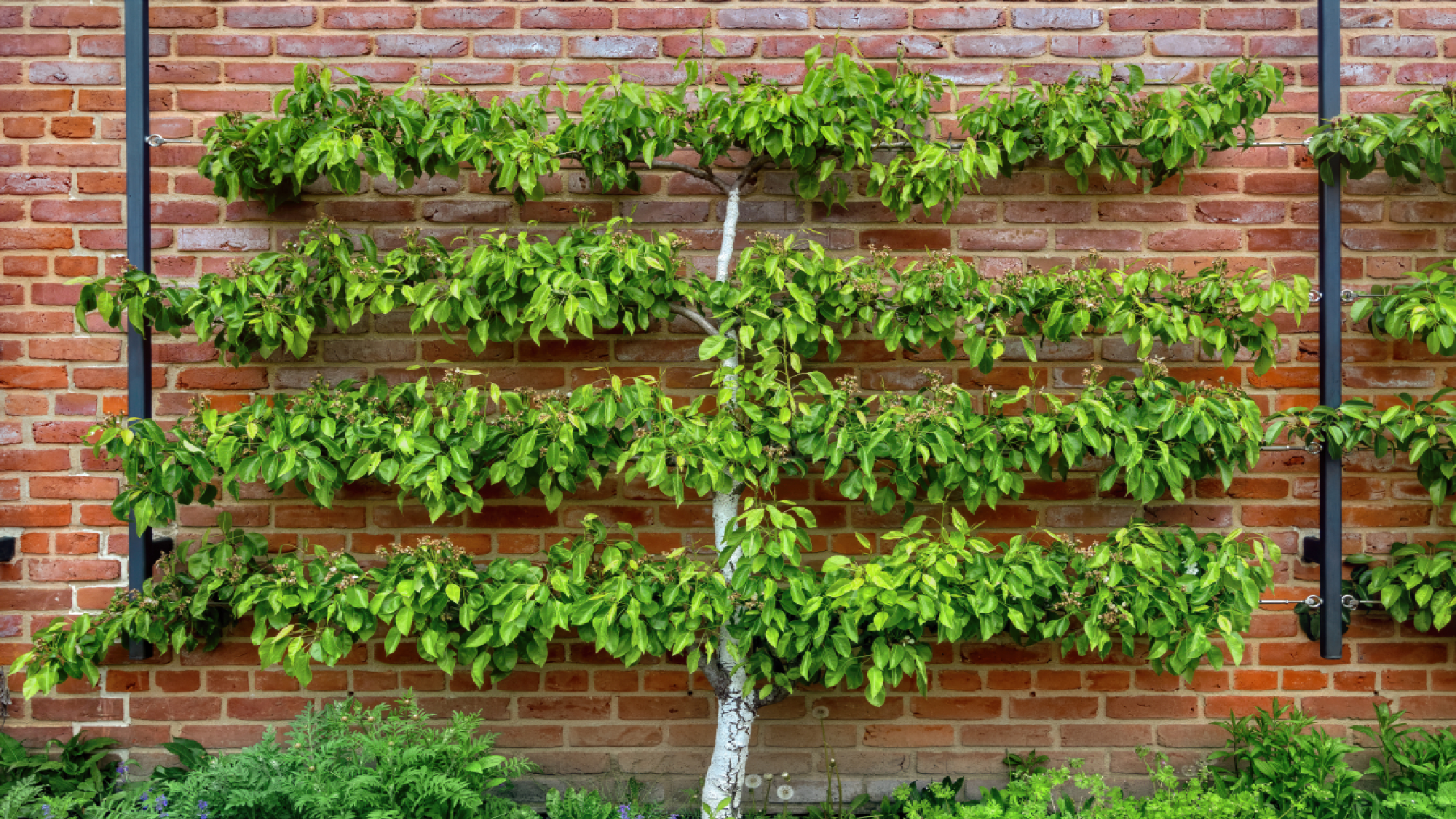 espaliered trees 