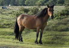 New Forest pony