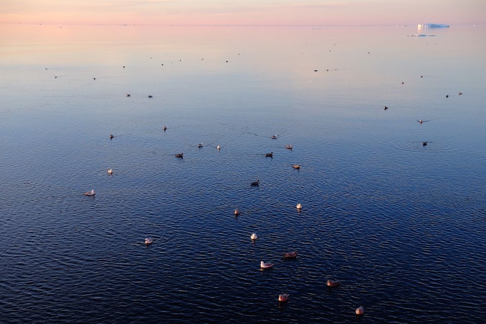 Seabirds in Arctic