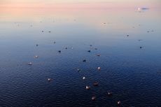 Seabirds in Arctic