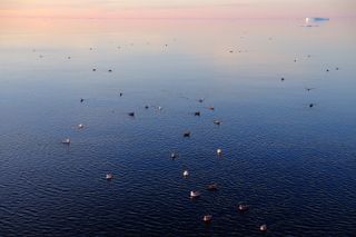 Seabirds in Arctic