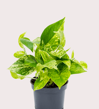 The marble queen white and green houseplant