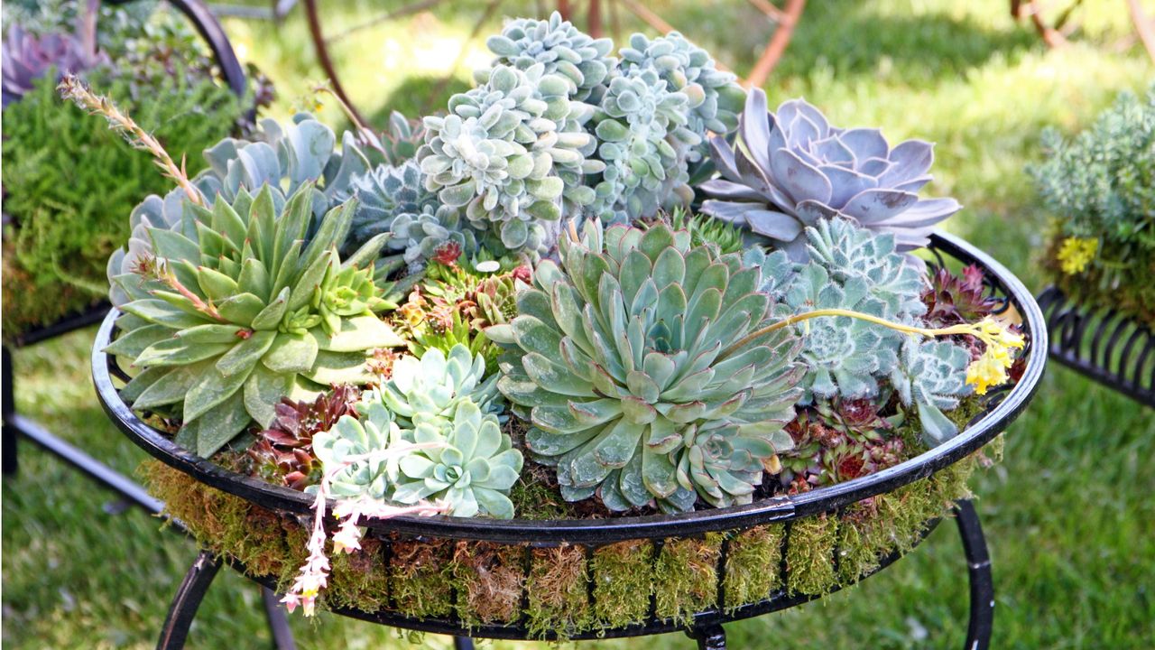 Succulent plants