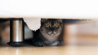Grey cat hiding under bed