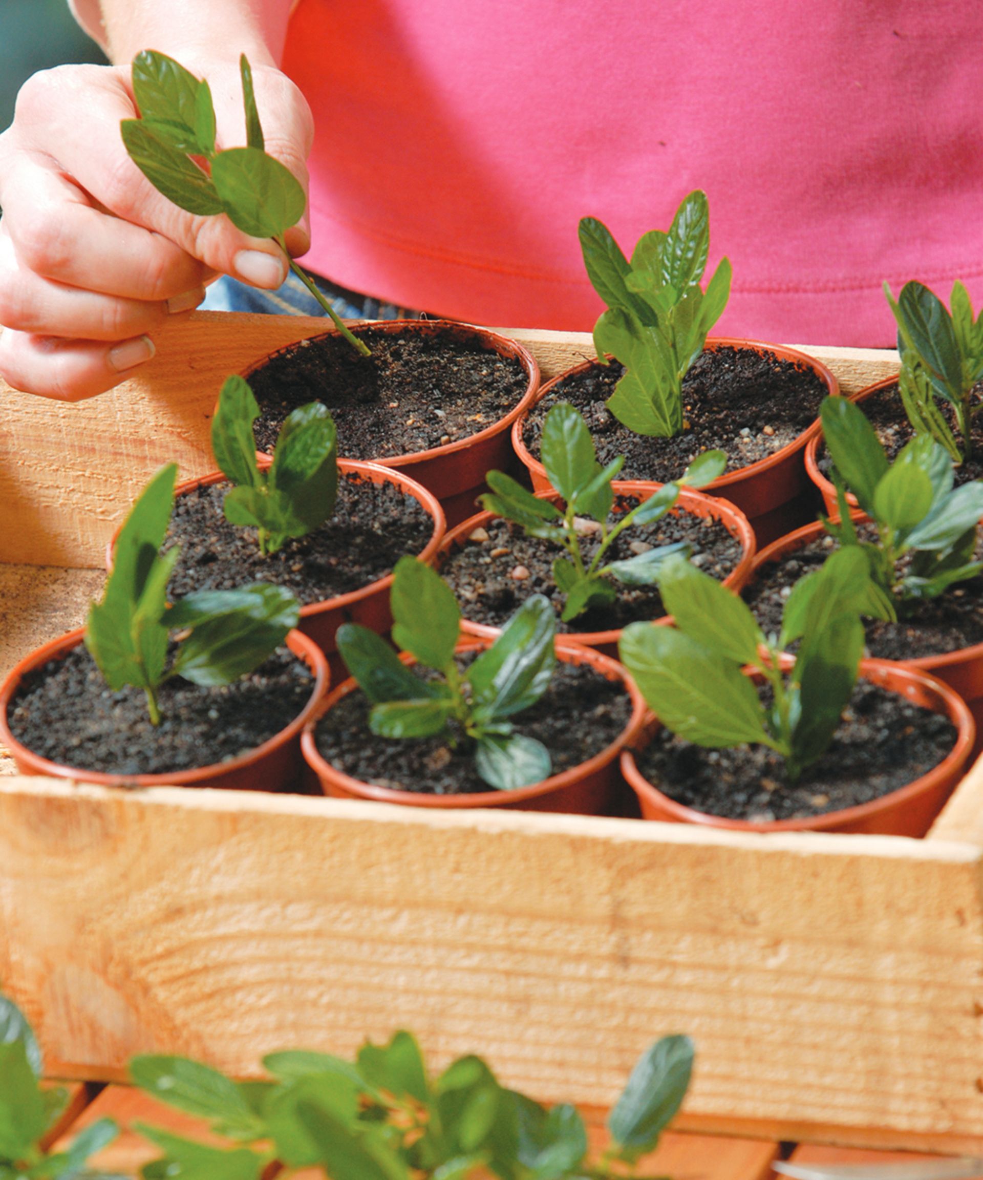 semi-ripe ceanothus cuttings