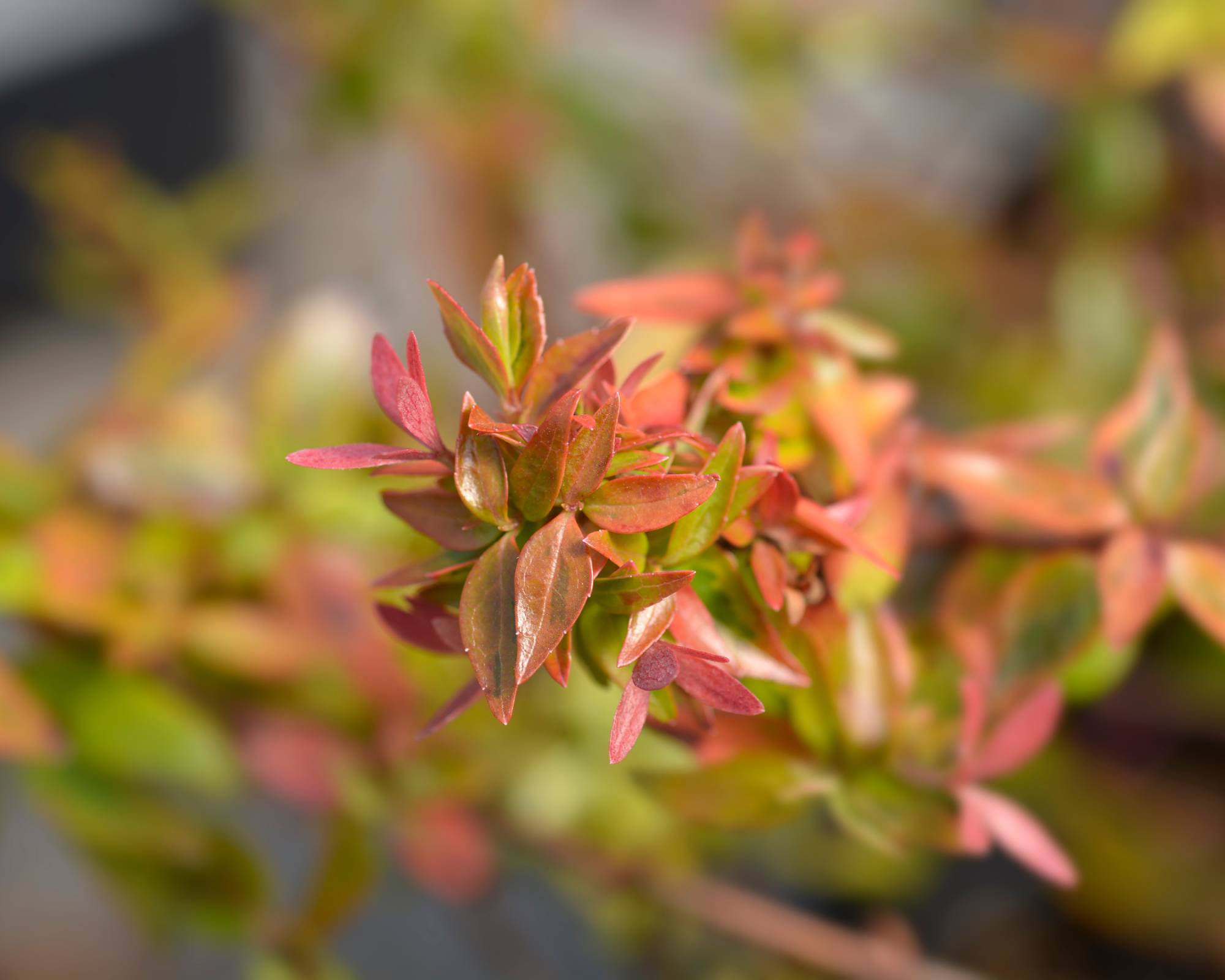Multicolored abelia leaves