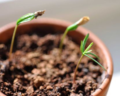 Balsam fir care and growing guide: expert tips | Gardeningetc