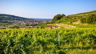 Valpolicella vineyard