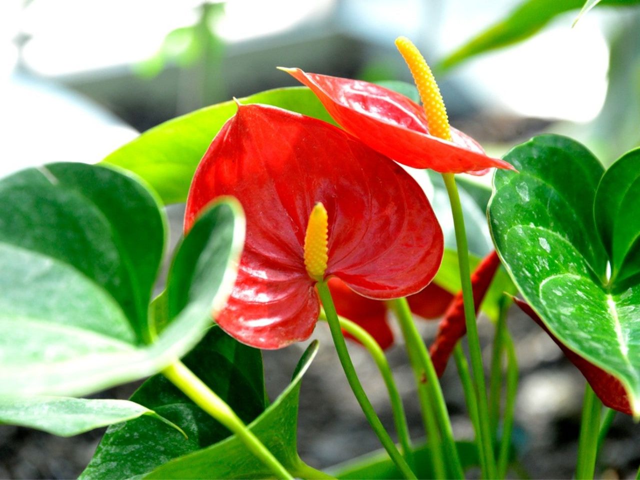 Red anthurium flowers blooming on a plant