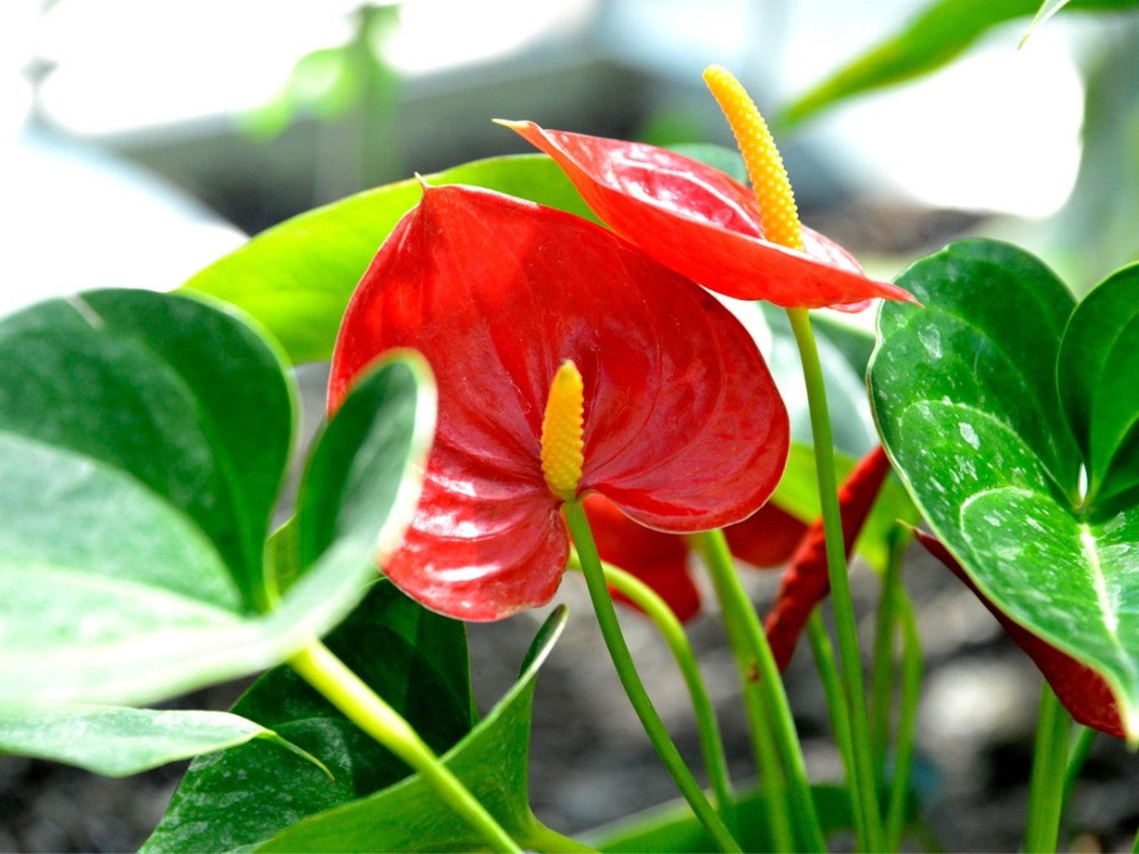 House plant with on sale red flowers