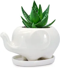 White Elephant Succulent Planter