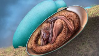 Artist s reconstruction of baby oviraptorid in its egg.