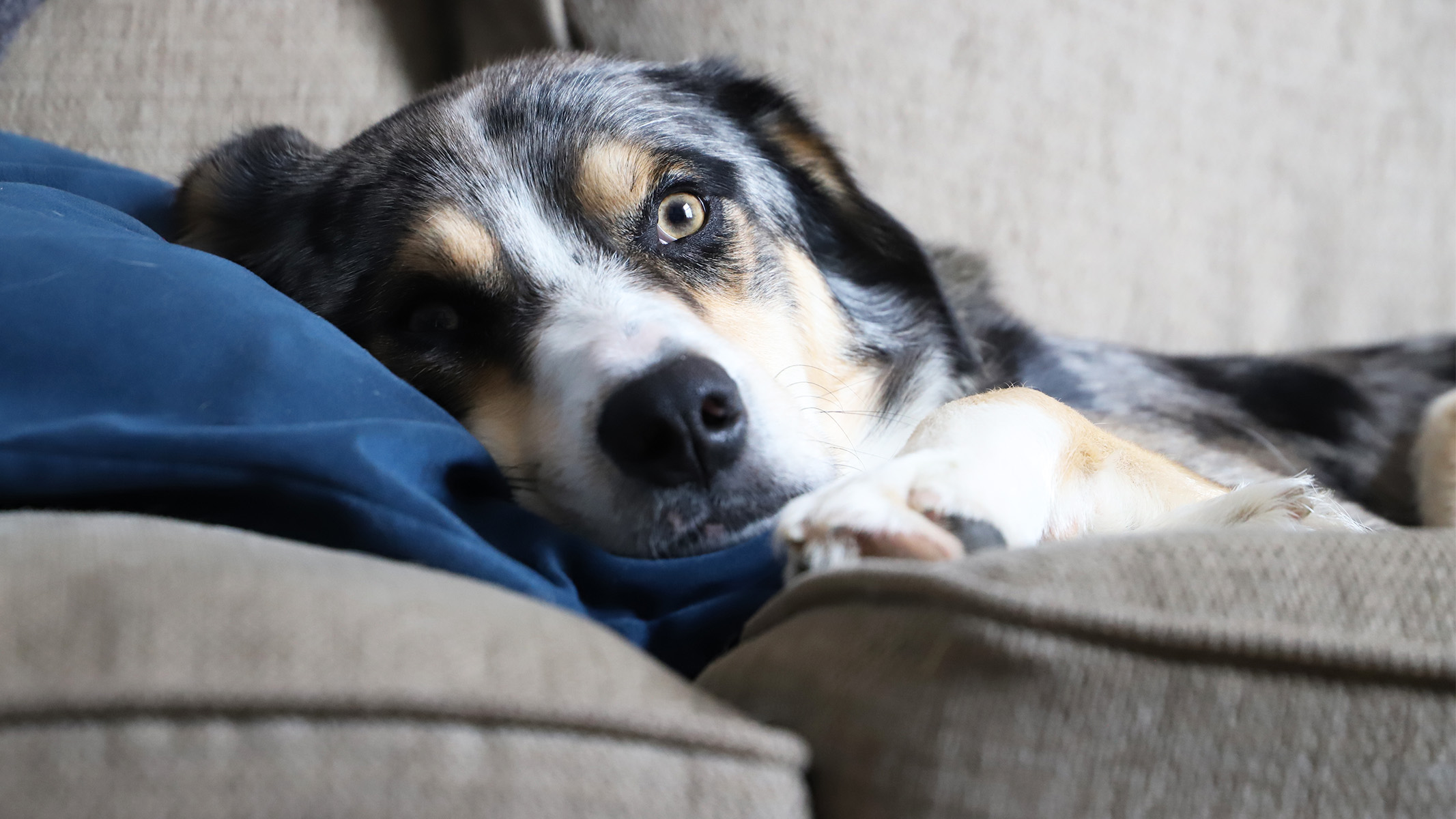 Photo shows photo of a dog taken with a Canon M50 Mark II