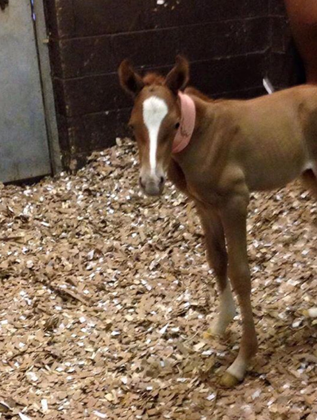 Quintyfoal3