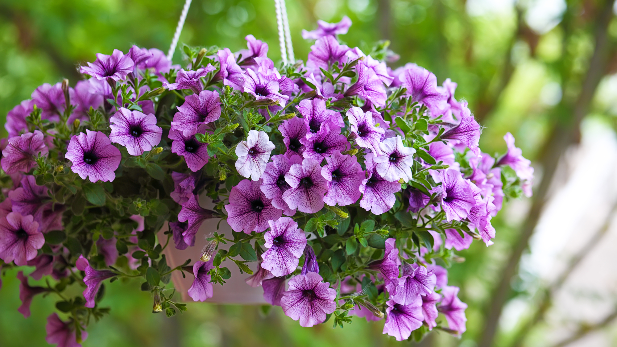 A hanging basket planted with purple petunias, showing the healthy growth and abundant flowers possible with the right hanging basket care