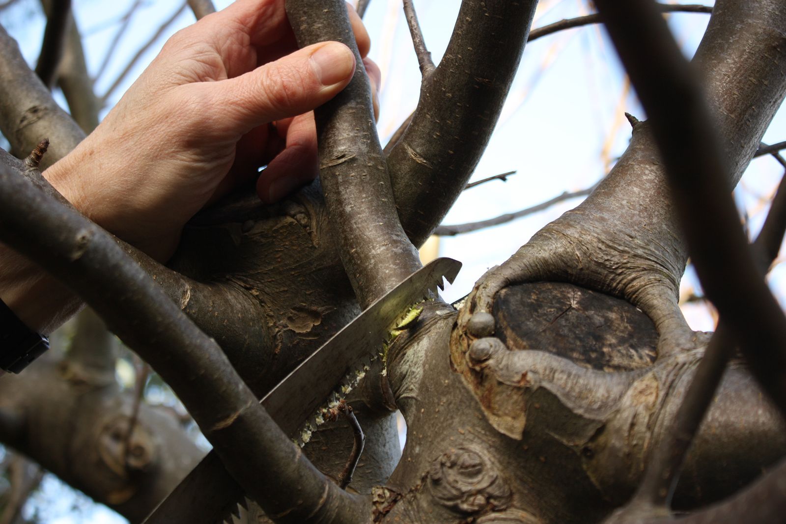 How to prune an apple tree and when to do it Homes & Gardens