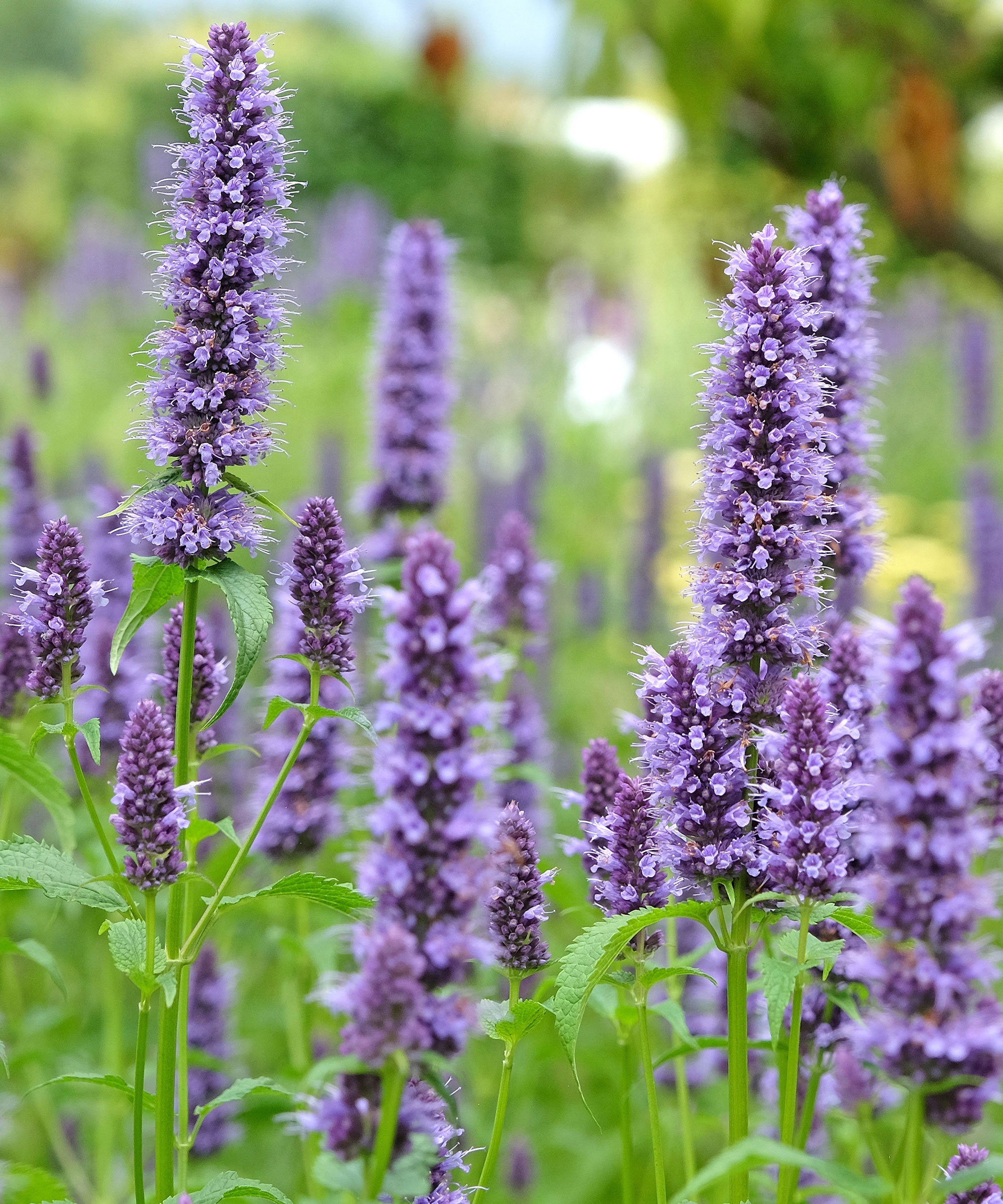 agastache plants with purple flowers