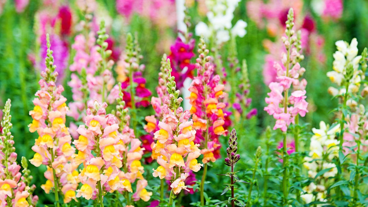 Colorful snapdragons growing in spring flower border