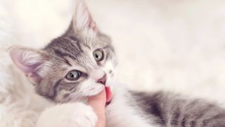 Kitten biting finger