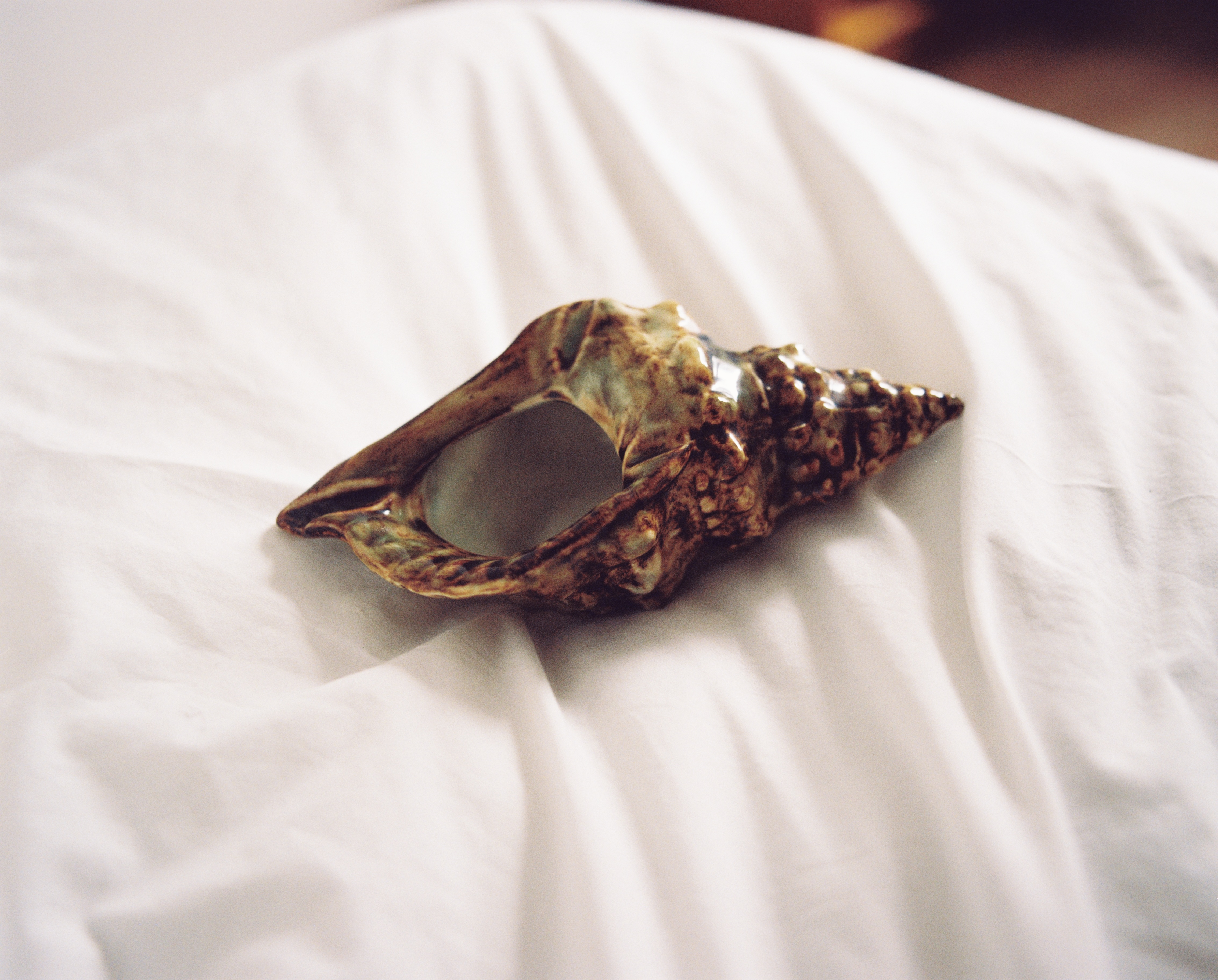 conch shell