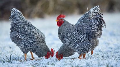 three Amrock Bantam cocks pecking at the snow