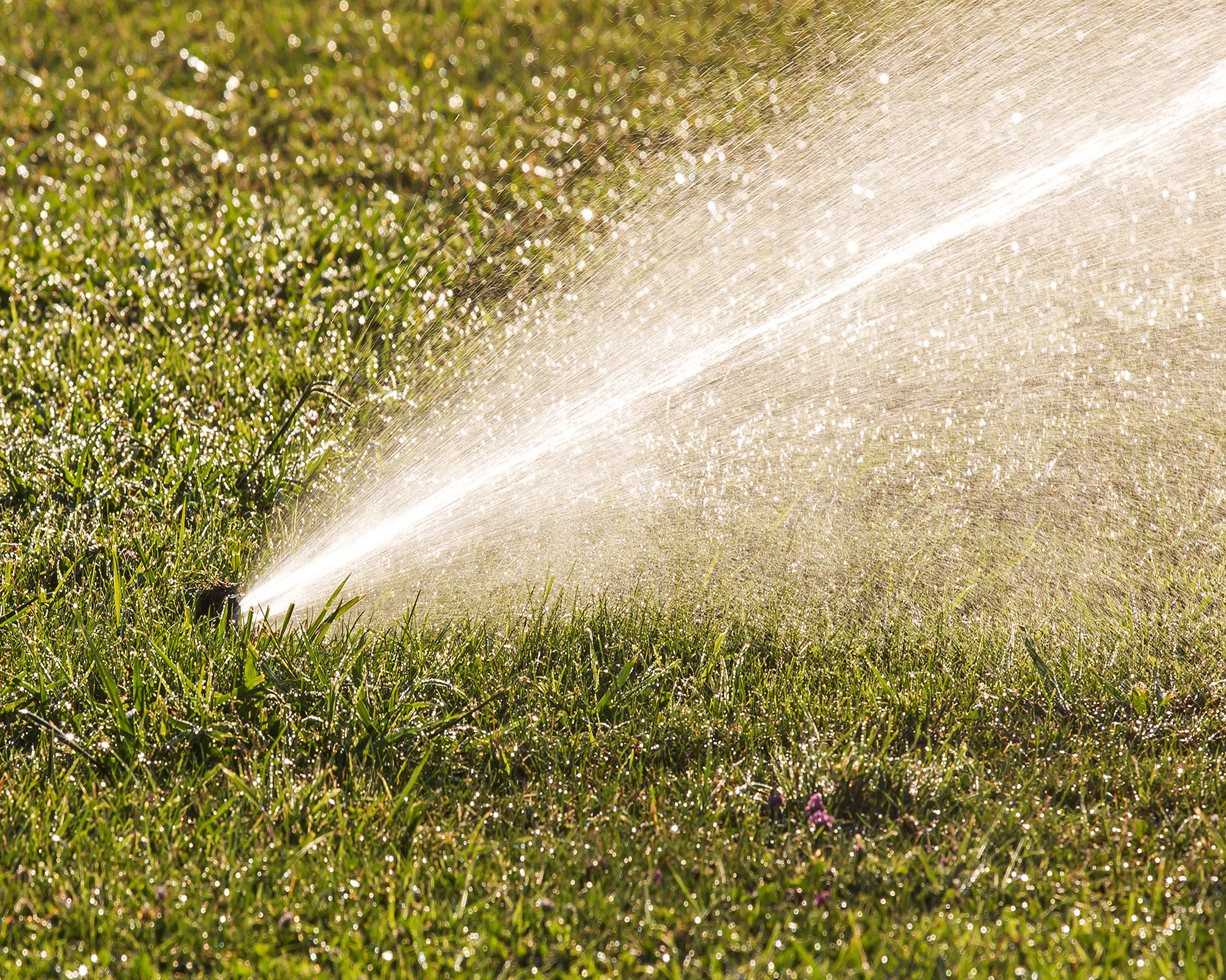 sprinkler watering a lawn