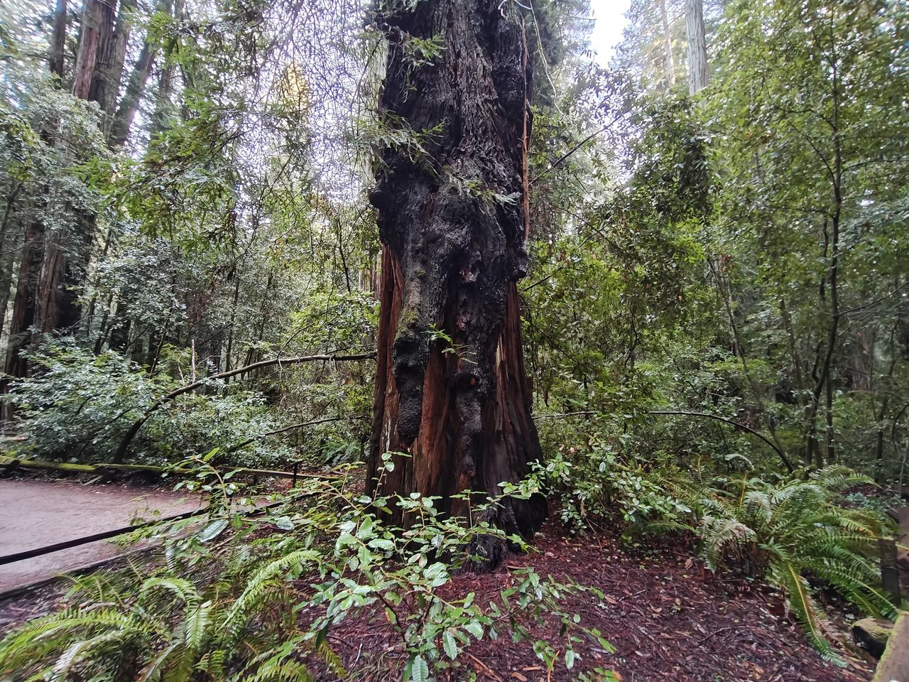 Redwood tree ultrawide by OnePlus 13R