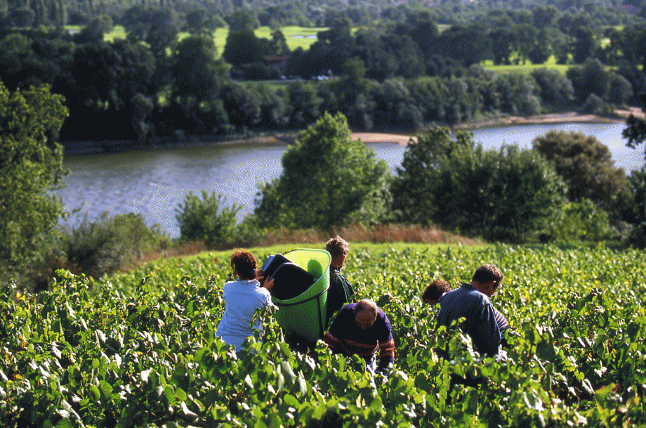 Loire white wines